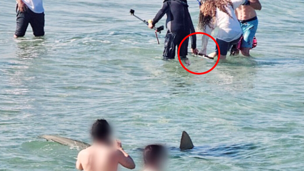 מתרחצים בחדרה נוגעים בכרישים מתרחצים בחדרה נוגעים בכרישים