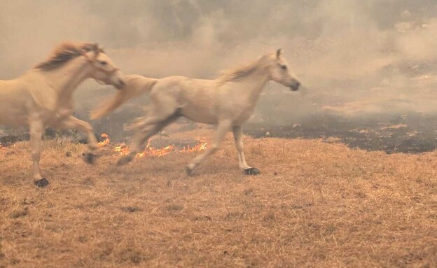 סוסים בורחים מהשריפות (צילום: תיעוד מבצעי, כב