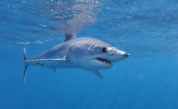 עמלץ כחול (צילום: Alessandro De Maddalena, shutterstock)