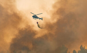 נזקי השרפה ביער אשתאול (צילום: פלאש 90)
