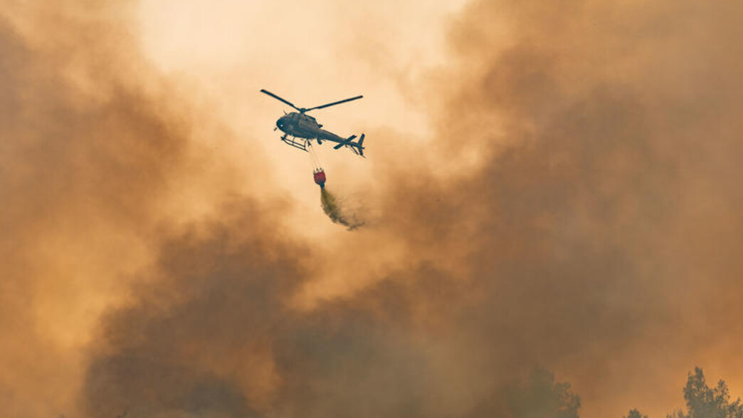 נזקי השרפה ביער אשתאול נזקי השרפה ביער אשתאול