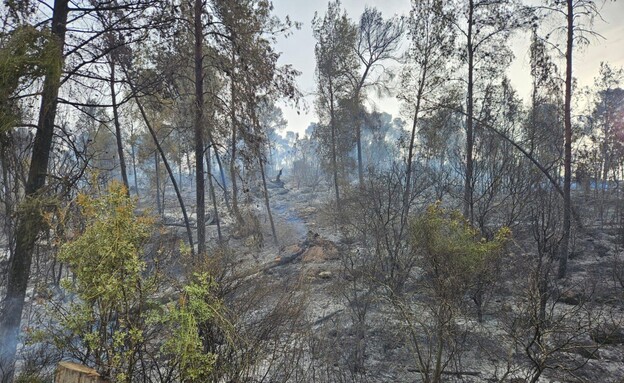 נזקי השרפה ביער אשתאול (צילום: באדיבות עובדי ויערני קק