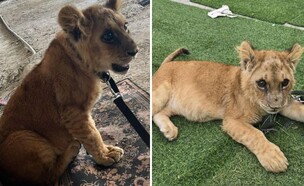 קשור בבית במרכז: גור אריות אותר בתנאים קשים (צילום: רשות הטבע והגנים ודוברות משטרת ישראל)