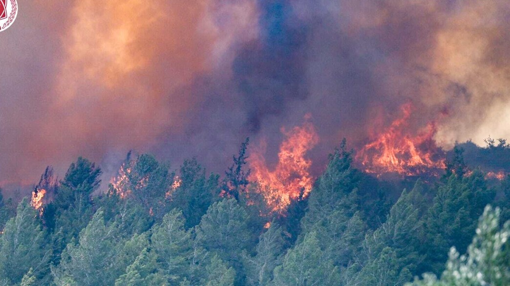 שרפת ענק בהרי ירושלים שרפת ענק בהרי ירושלים