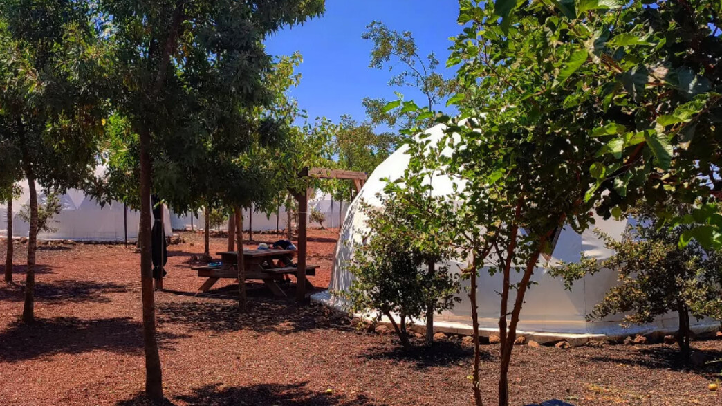 הדובדבן שבגולן