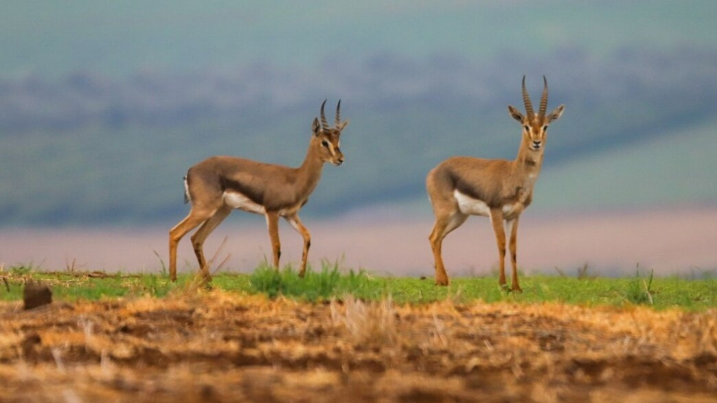 צבאים צבאים