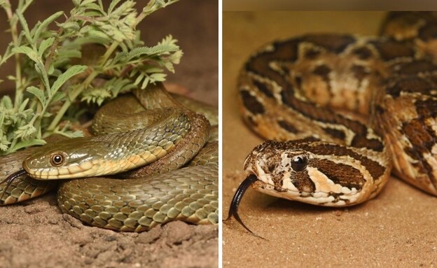 צפע מול נחש מים