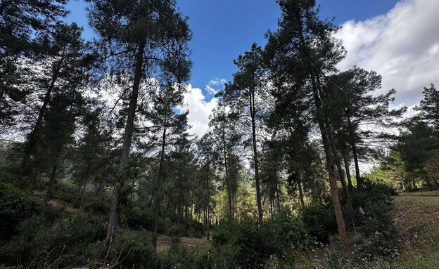 גוש שגב יער שגב מסלול גילעד גוש שגב יער שגב מסלול גילעד