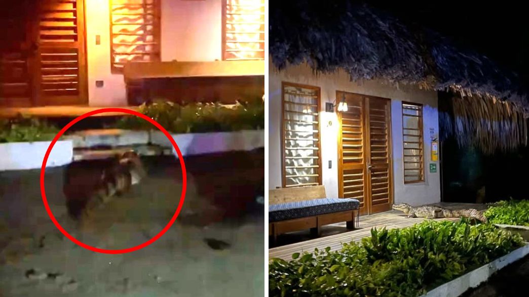 תנין בית מלון  תנין בית מלון