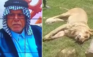 האריה והקורבן (צילום: יוטיוב )