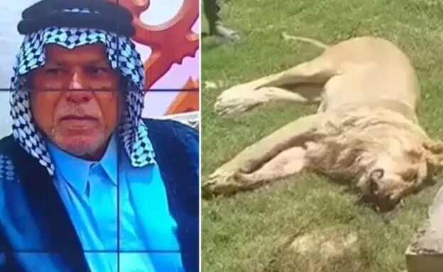 האריה והקורבן (צילום: יוטיוב )