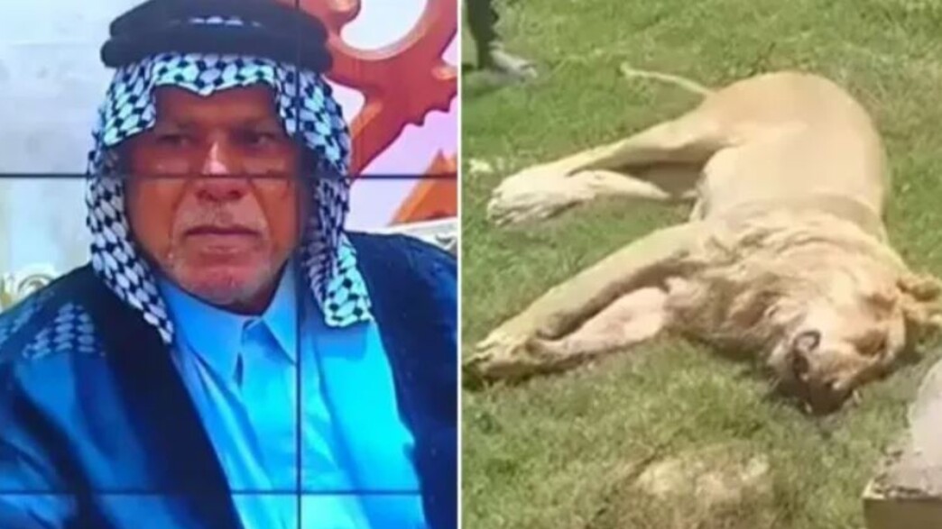 האריה והקורבן