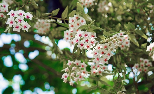 צמח בת שבע (צילום: shutterstock_Natalia_van_D)