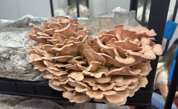 חוות מאש חוות מאש