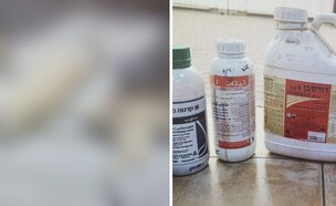 נור שיבלי הרעיל את הכלבים בגלל סכסוך על אדמות