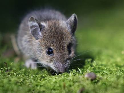 sportFive1557623 (צילום: ספורט 5)