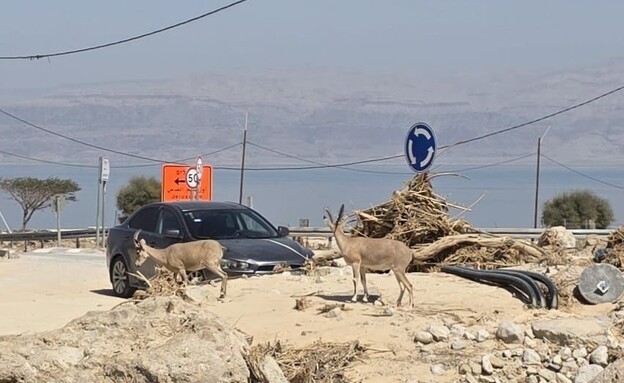 ים המלח (צילום: דמיטרי פטרובסקי)