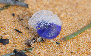 חילזון הסגולית הדו גונית (צילום: shutterstock_Douglas_Cliff)
