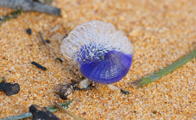 חילזון הסגולית הדו גונית (צילום: shutterstock_Douglas_Cliff)