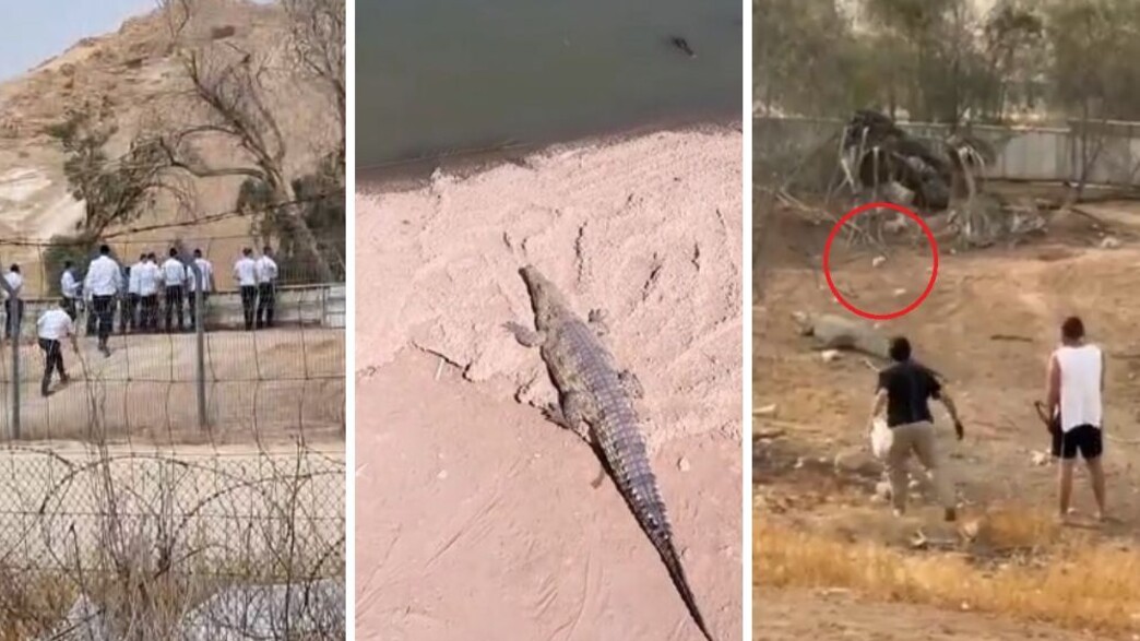 חוות התנינים בפצאל חוות התנינים בפצאל