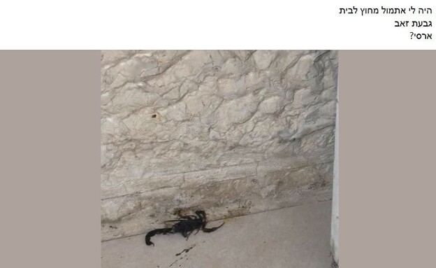 הפוסט  (צילום: פרטי)