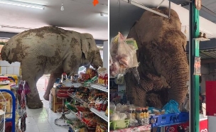 פיל התפרץ לחנות (צילום: מתוך הרשתות החברתיות בהתאם לסעיף 27א' בחוק)