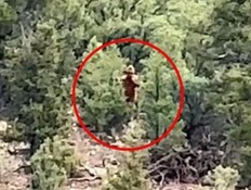 ביגפוט (צילום: מתוך הרשתות החברתיות לפי סעיף 27א׳ לחוק זכויות יוצרים)
