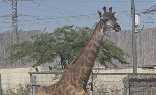 ג'ירף מדבריום (צילום: מורן לוי)