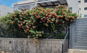 הקוטג' בשכונת יובלים א' (צילום: עינת ורדי)