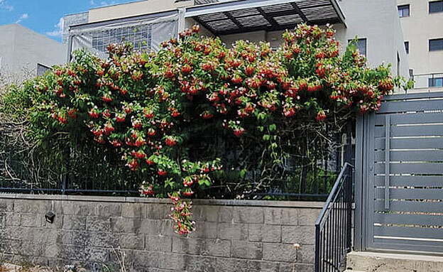 הקוטג' בשכונת יובלים א' (צילום: עינת ורדי)