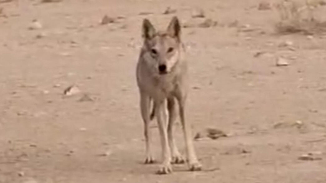 זאב שמסתובב בין מטיילים בנגב