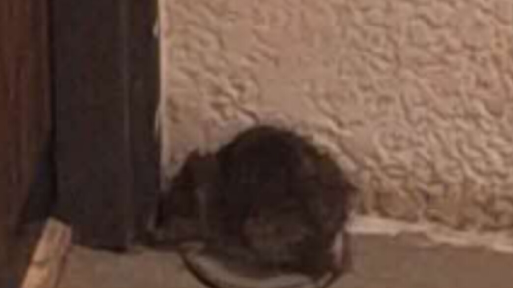 פוסט בת ים - חולדות