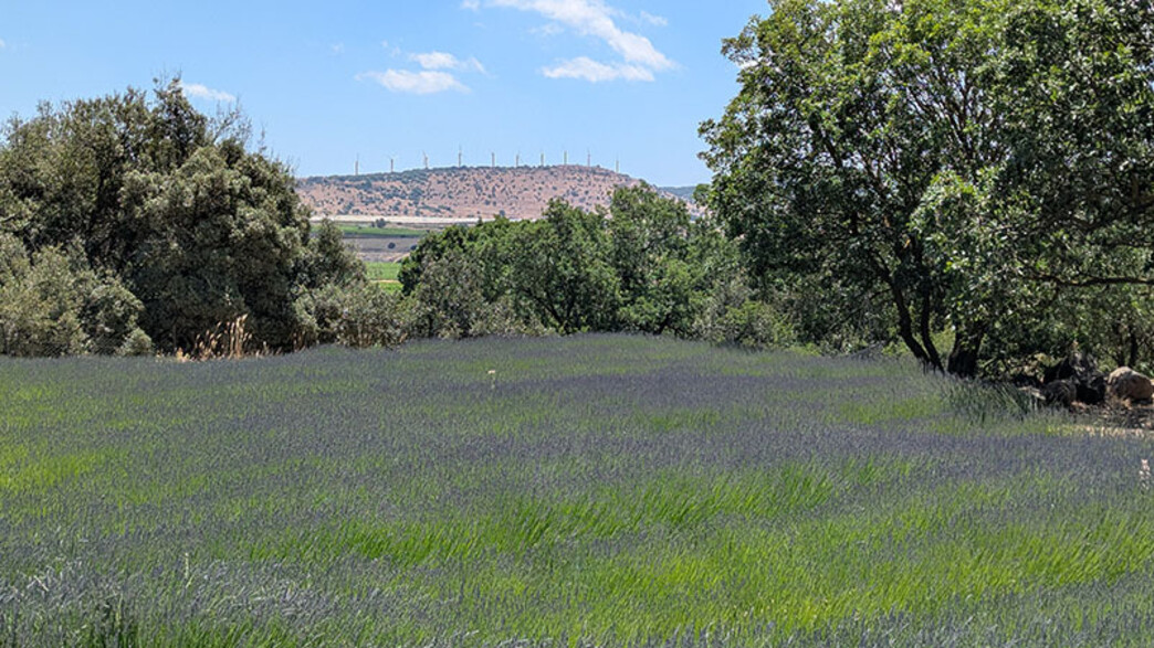 אורטל 2025 אורטל 2025