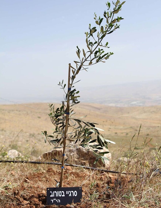 בקעת הירדן -- מטע הגיבורים (צילום: תנועת ארצנו)