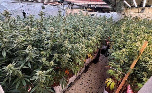 מעבדת הסמים