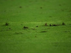 sportFive1566831 (צילום: ספורט 5)