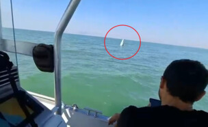 נפל בכנרת (צילום: רשות הטבע והגנים)