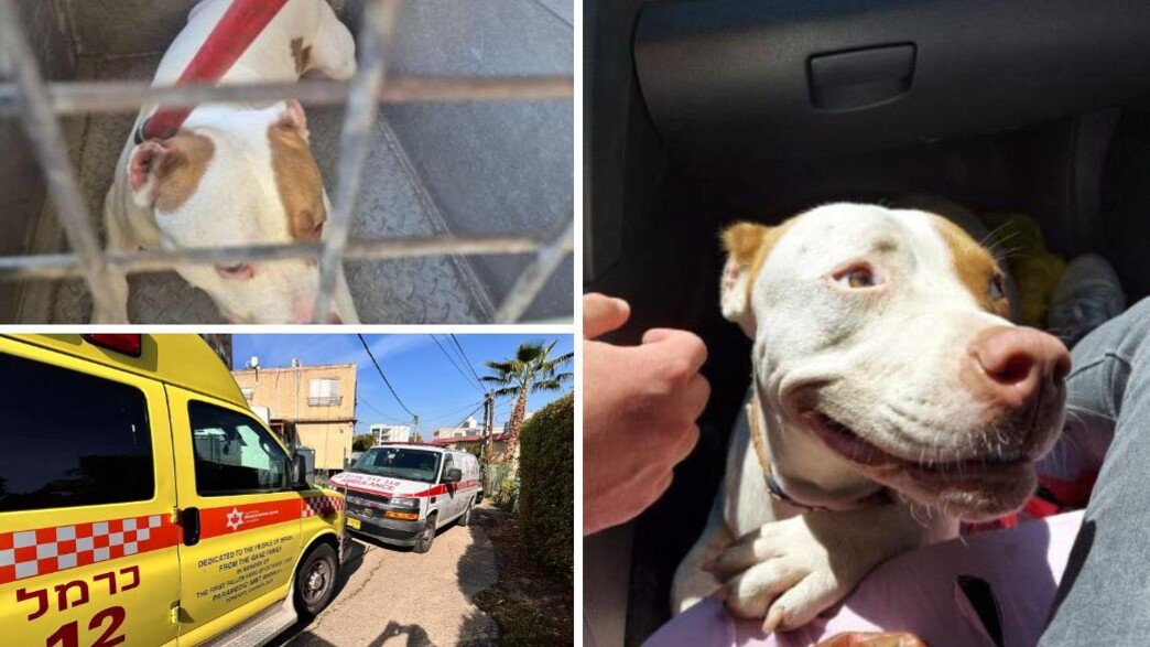 כלב הפיטבול שהרג תינוקת בת שנה כלב הפיטבול שהרג תינוקת בת שנה