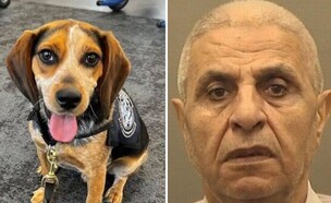 פריד, הביגל שהותקף בשדה התעופה בארה"ב (צילום: ללא)