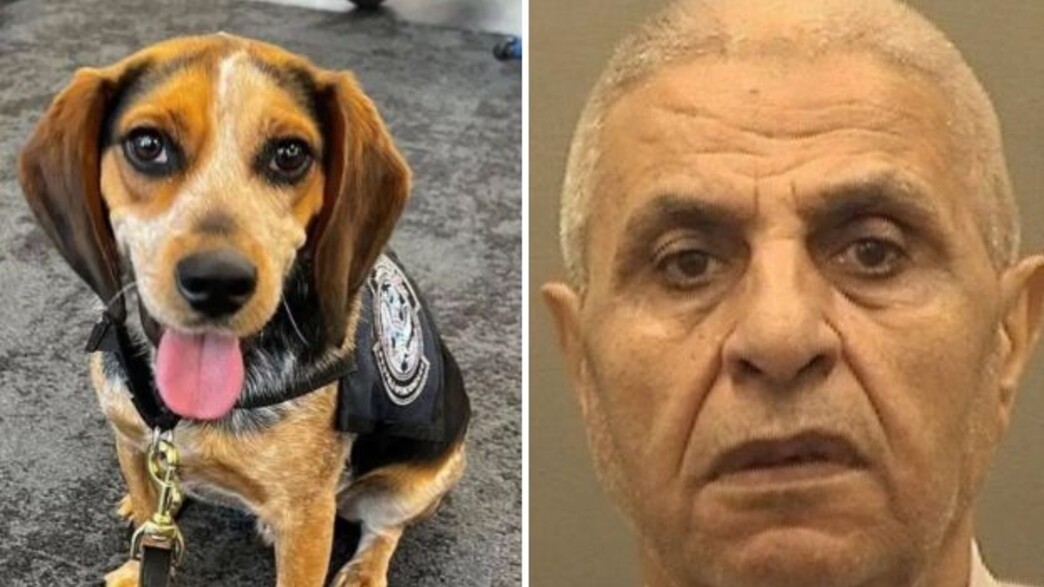 פריד, הביגל שהותקף בשדה התעופה בארה"ב פריד, הביגל שהותקף בשדה התעופה בארה"ב