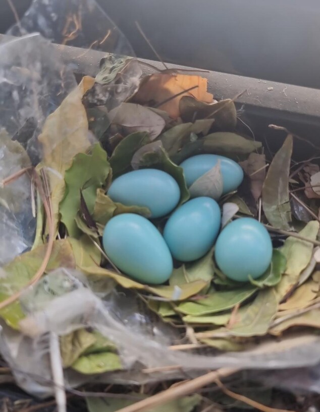 ביצי מיינות  (צילום: אריאל פרץ סטופ יונים)