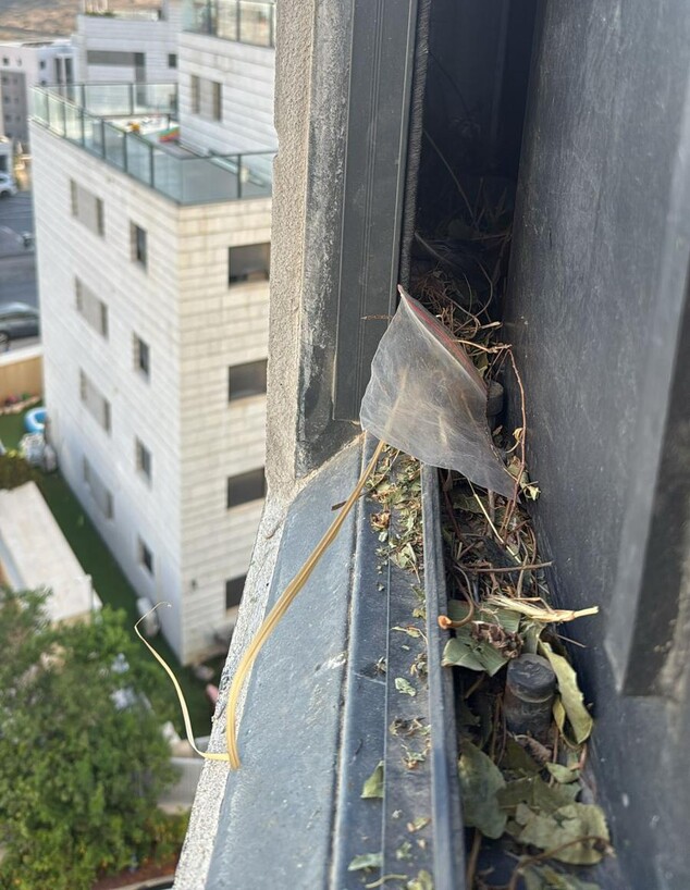 קן מיינה על חלון הממד (צילום: אריאל פרץ סטופ יונים)