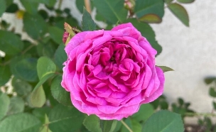 הוורד מאיראן (צילום: קרן מיכאלי)