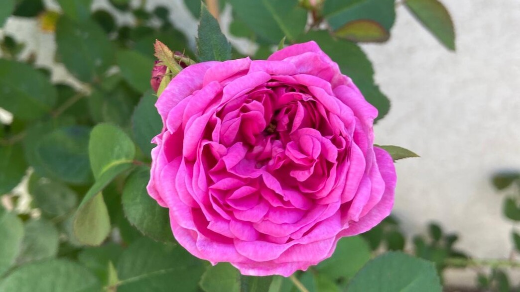 הוורד מאיראן הוורד מאיראן