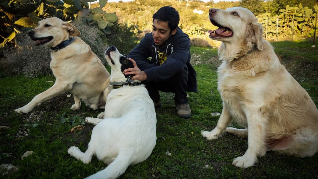 ירין עם הכלבים 