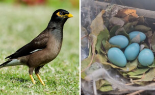 ציפור מיינה (צילום: shutterstock)