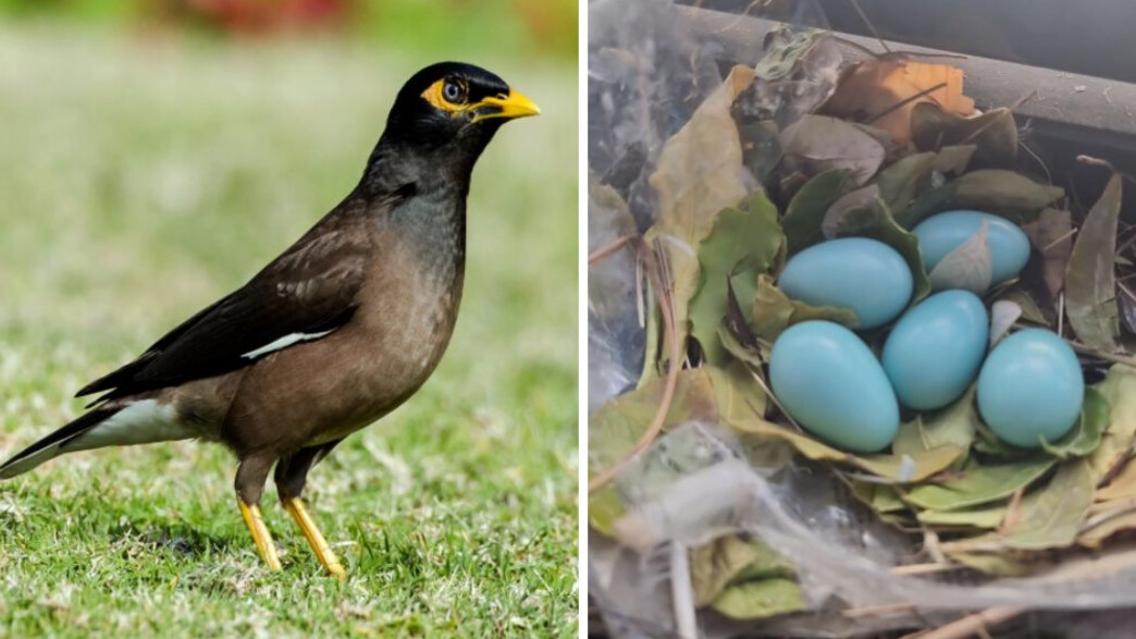 ציפור מיינה