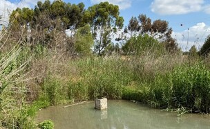עין עדעד (צילום: מועצה אזורית עמק יזרעאל)