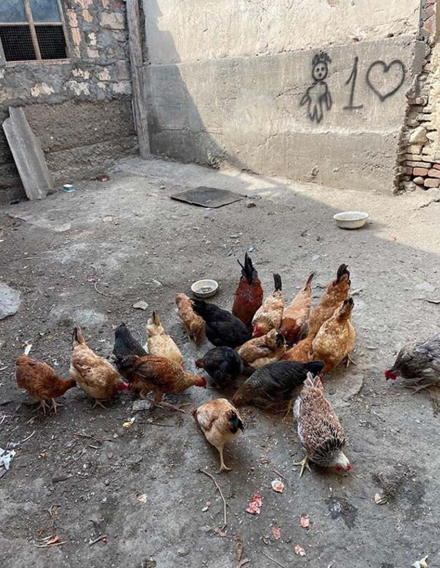 אזרבייג'ן (צילום: אספיר איובוב)