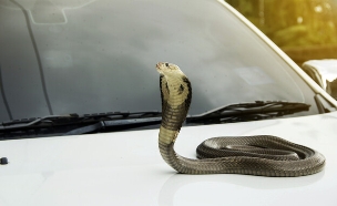 נחש על רכב (צילום: Shutterstock)